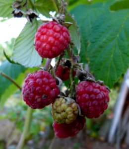 Framboise - Loire et Cher