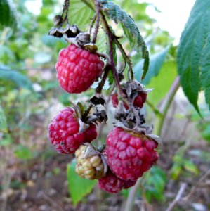 Framboise - Loire et Cher 2