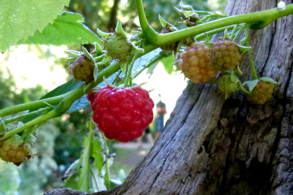 Framboise rouge bien mûre