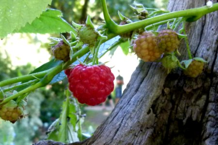 Framboise rouge bien mûre