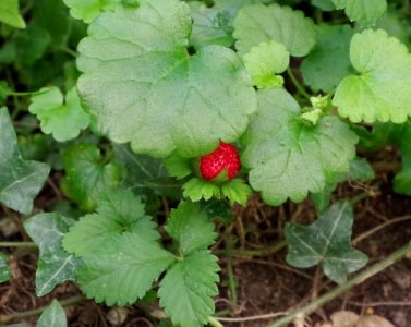 Fraise des bois - Parc floral photo