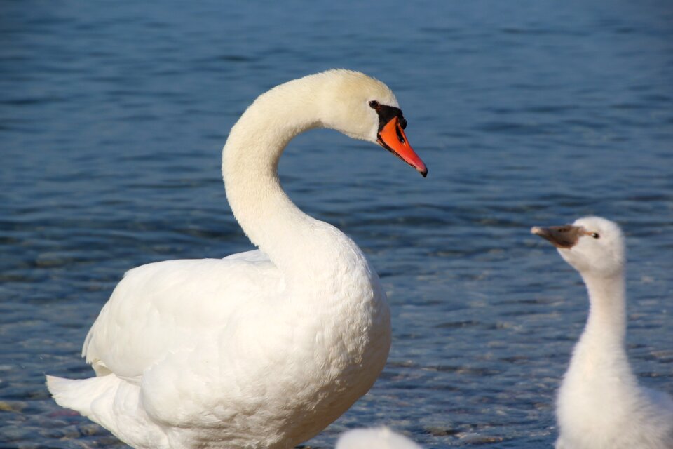 Waterfowl swans white swan