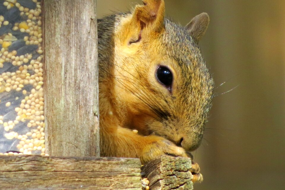 Brown cute wildlife