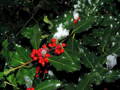 Snow celebration leaf photo