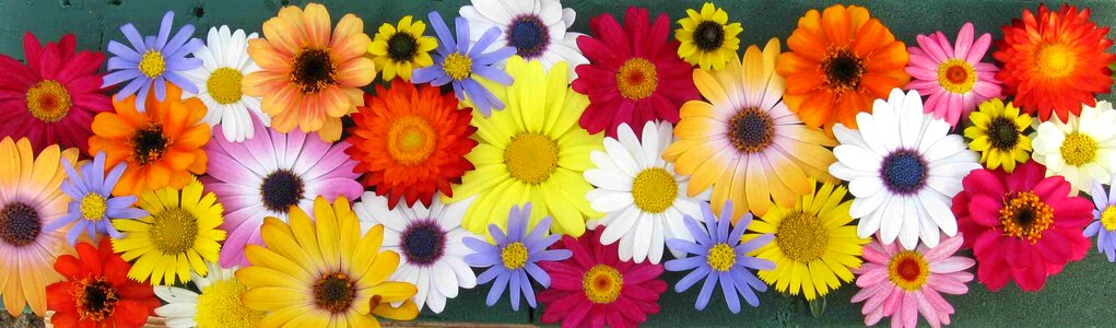 Summer summer flowers straw flowers