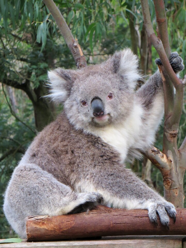Animal nature marsupial
