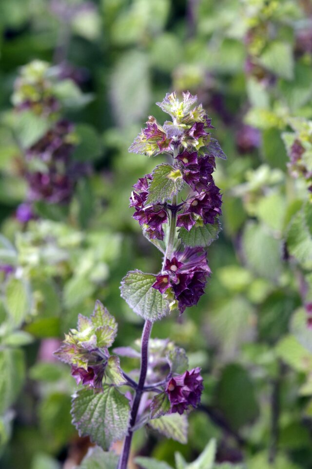 Flower weed lamium purpureum