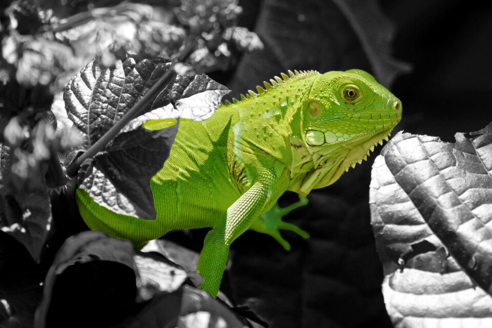 Lizard dragon color dash