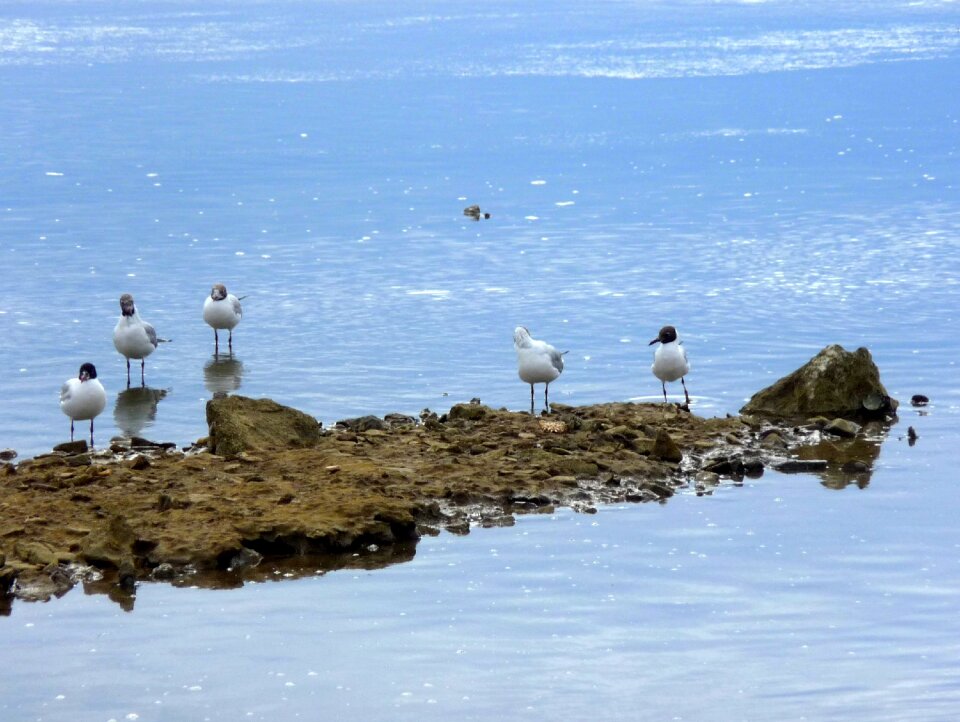 Nature blue seagulls