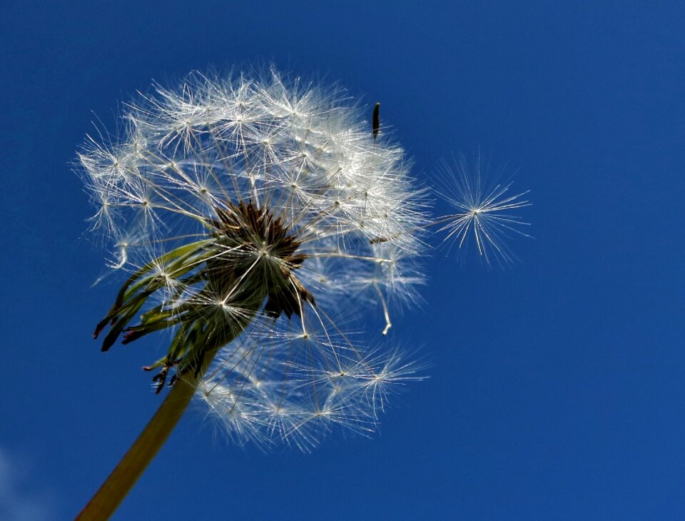 Dandelion flower weed