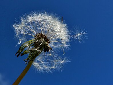 Dandelion flower weed