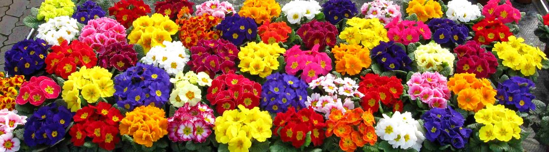 Bloom plant splash of color