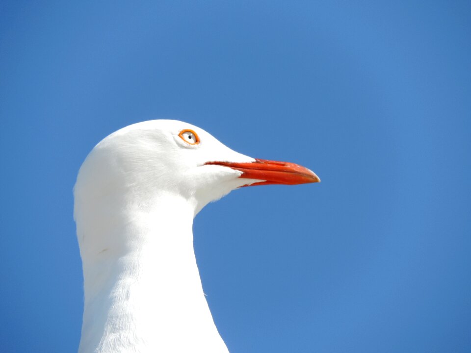 Gull nature sea photo