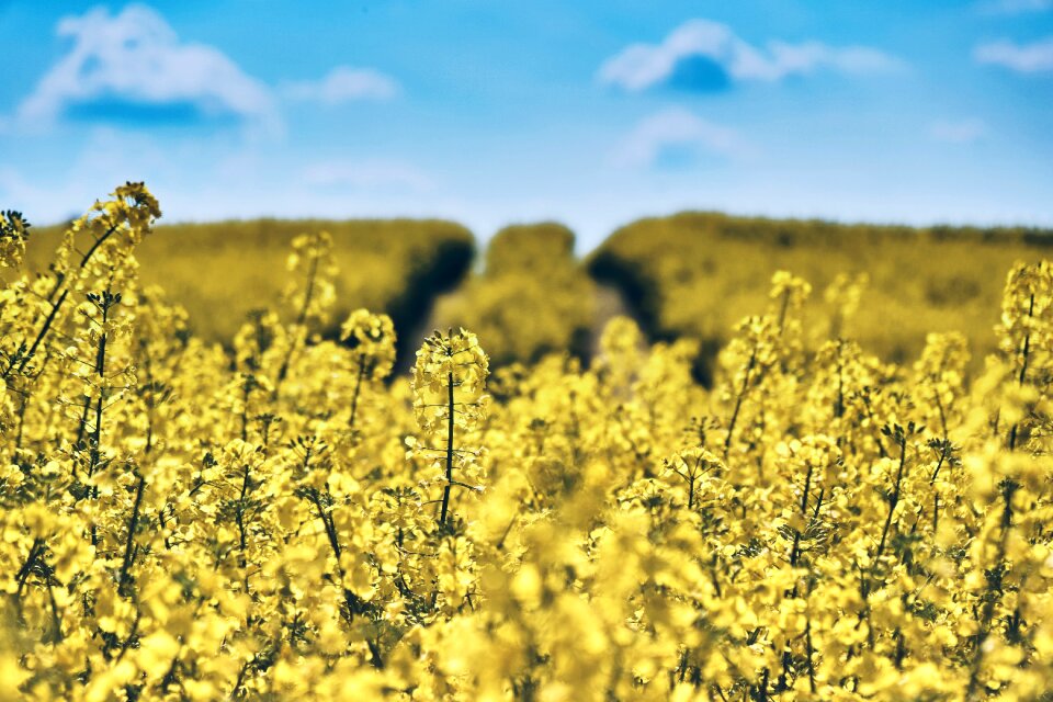 Yellow nature agriculture