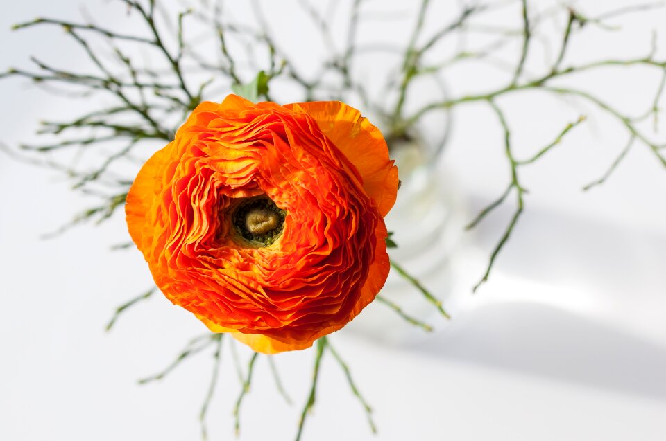 Orange flower orange ranunkel blossom