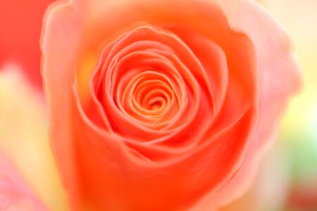 Nature flower english rose