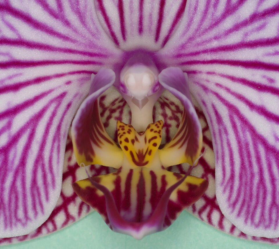 Bloom orchid greenhouse close up