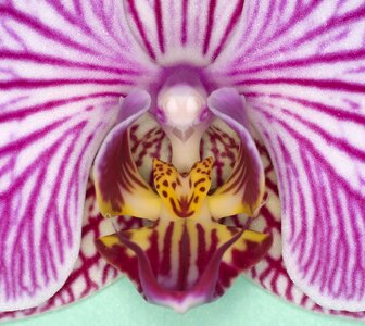 Bloom orchid greenhouse close up photo
