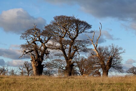 Tree old natural photo