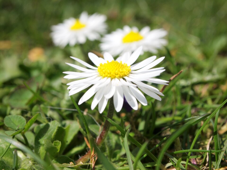 Blossom bloom white
