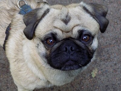 Beige cute funny