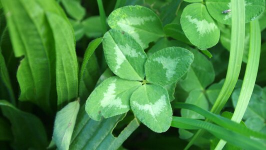 Klee clover symbol of good luck