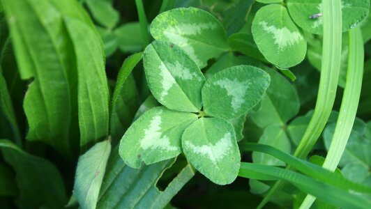 Klee clover symbol of good luck photo