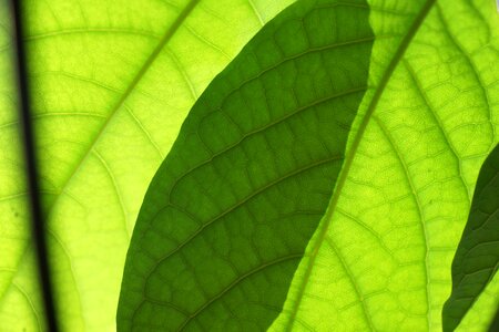 Plant leaf nature