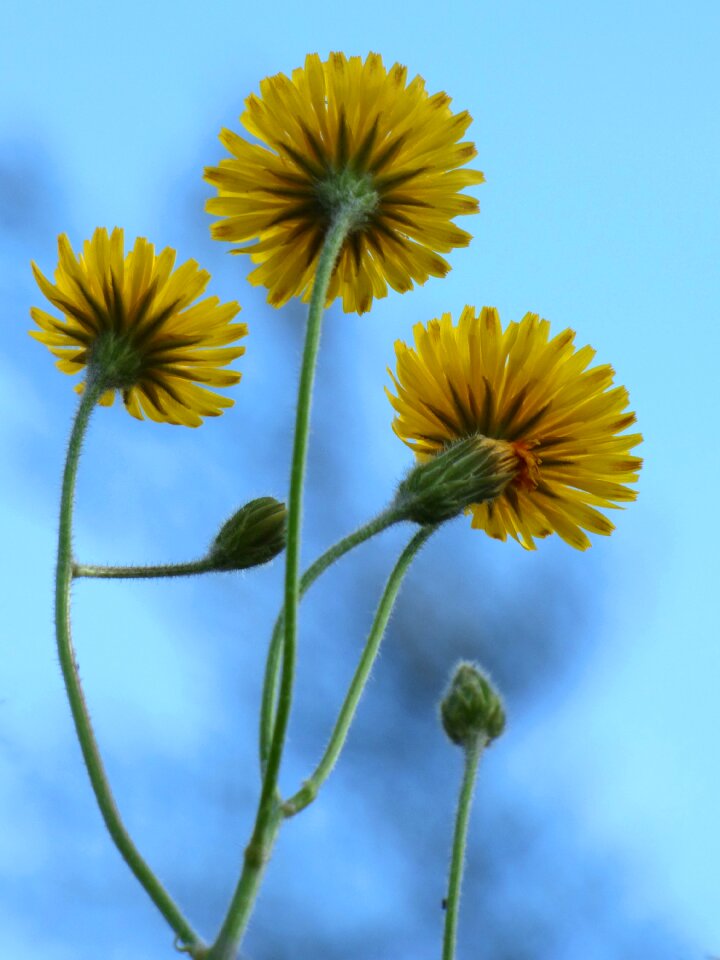 Yellow flower backlight pixallit