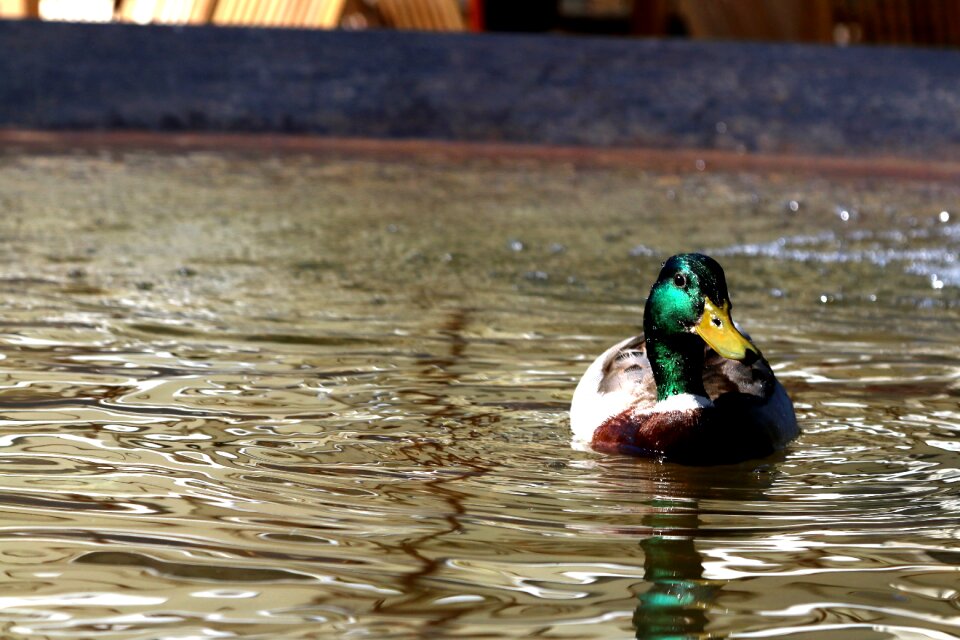 Plumage federtier ducky