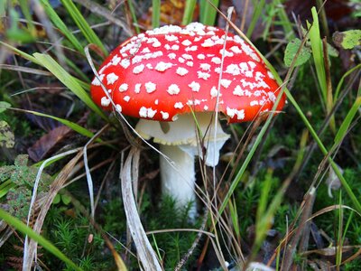 Red red fly agaric mushroom toadstool photo