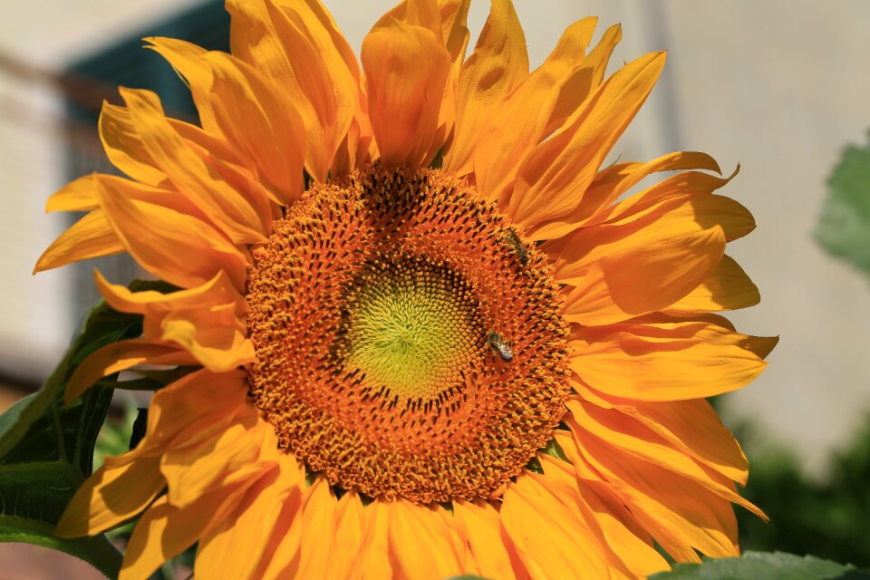 Canon 100mm macro