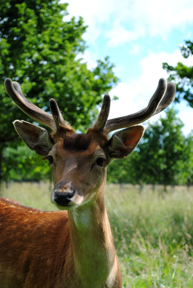 Deer young buck fallow