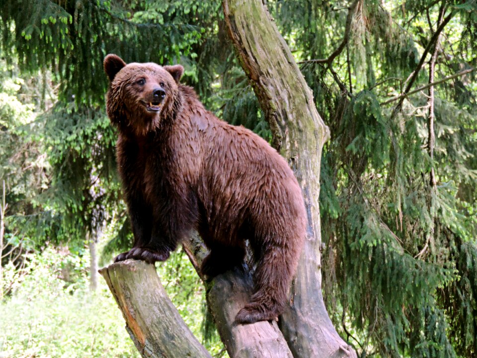 Omnivore predator nature