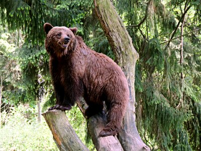 Omnivore predator nature