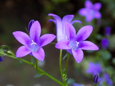 Violet violaceae flower