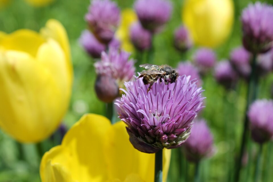 Honey yellow pollen