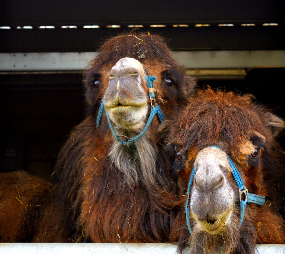 Mammal dromedary camelus dromedarius
