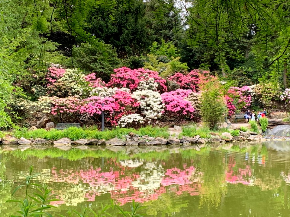Frankfurt, Palmengarten, Rhododendron