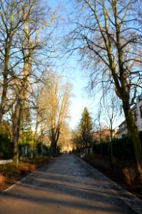 Frankfurt, Kastanienallee im Winter