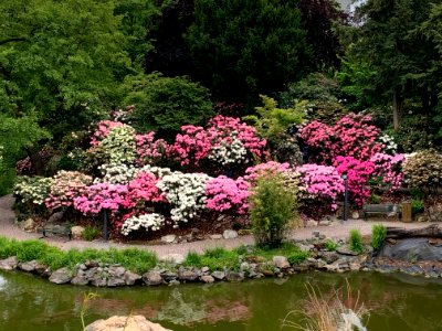 Frankfurt, Palmengarten, Rhododendron (1)