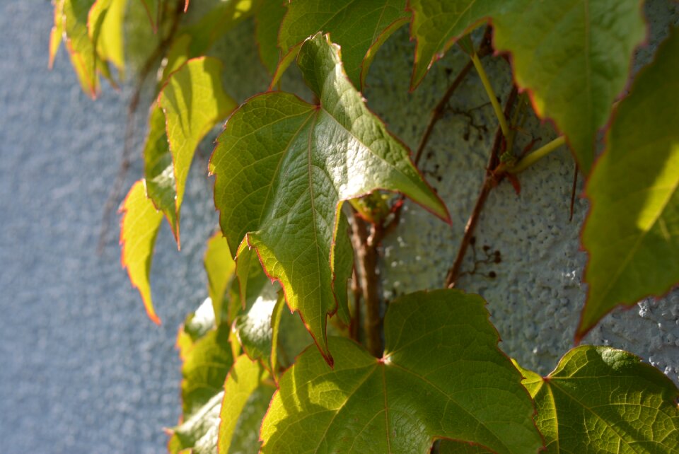 Leaves climb entwine