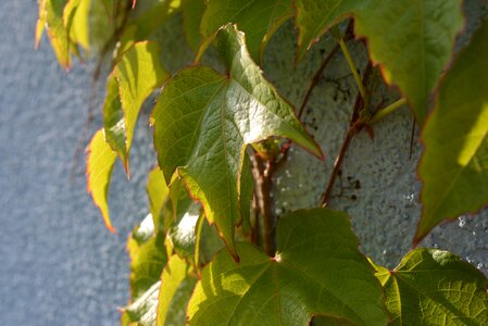Leaves climb entwine
