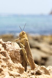 Insect invertebrate grasshopper