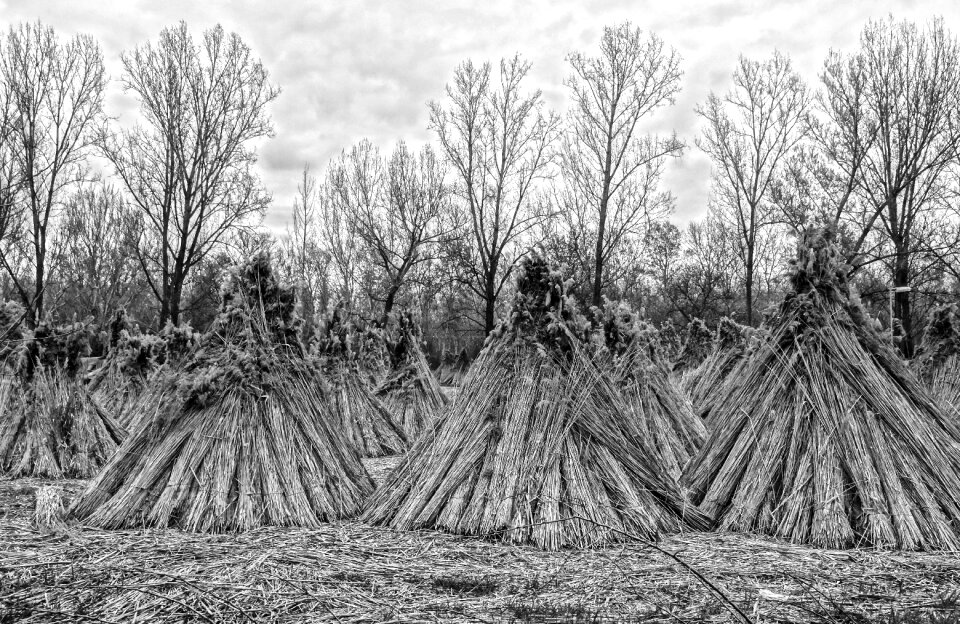 Reed stack nature black and white