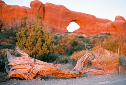 Log wilderness desert