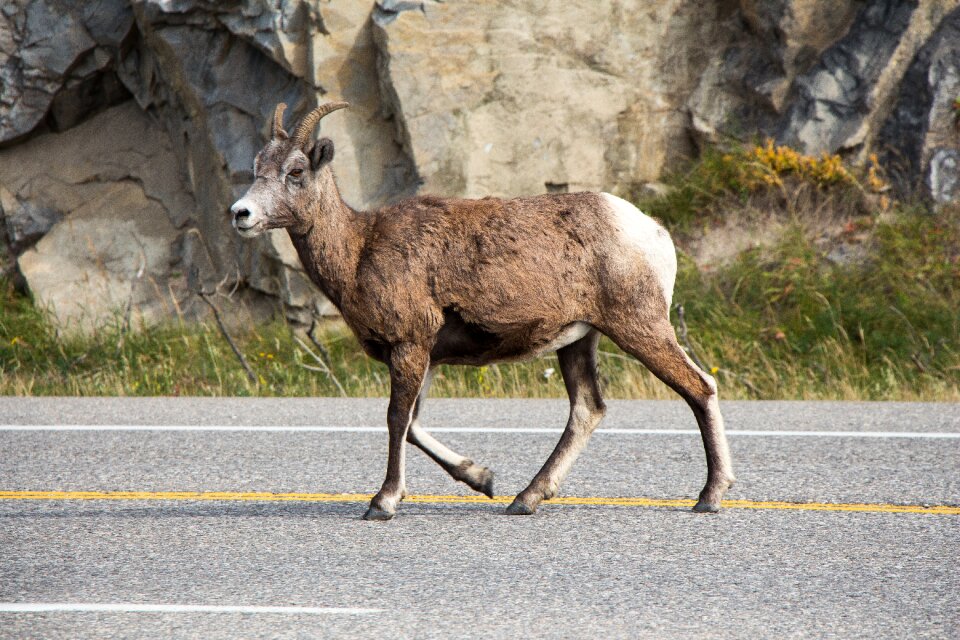 Canada goat mountain