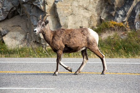 Canada goat mountain photo