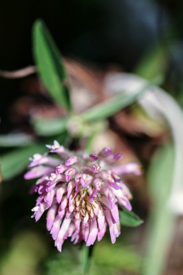 Flower wild flower pink