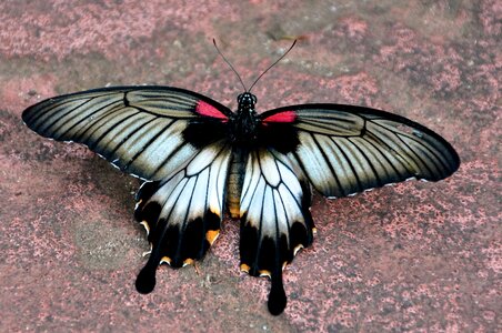 Asian swallowtail butterfly